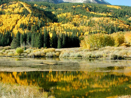 Leaf Peeping in The Gunnison Valley