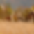 prairie.png