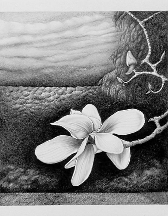 7. Magnolia Campbellii