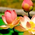 fleur de lotus
