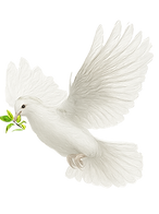 DOVE_edited.png