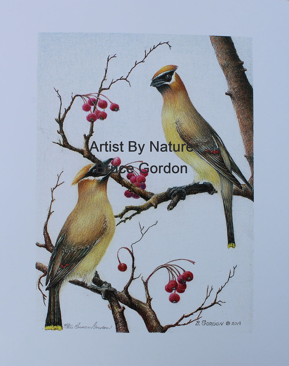 Cedar Wax Wing