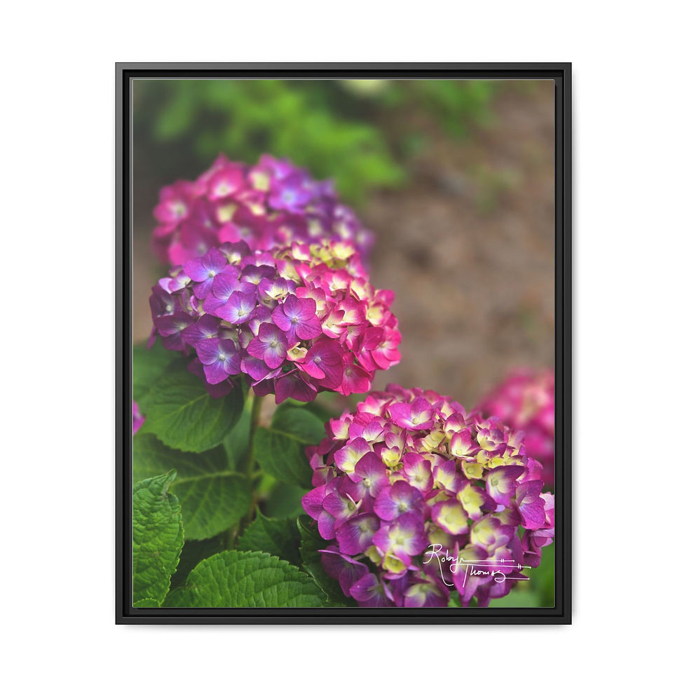 Thumbnail: Framed Matte Canvas Print — Magenta Hydrangea Botanicals 007 Robyn Thomas