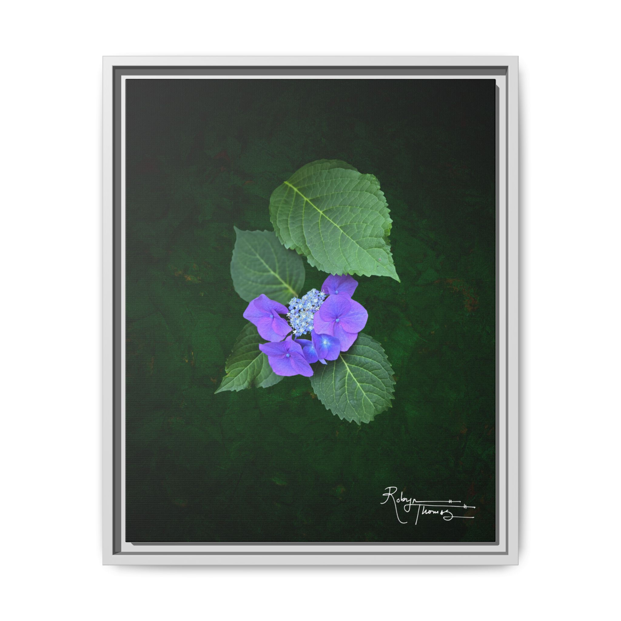 Framed Matte Canvas - Purple Hydrangea Botanicals 004 Robyn Thomas