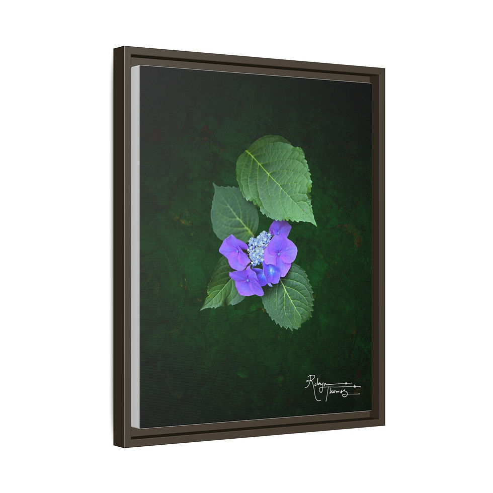 Thumbnail: Framed Matte Canvas - Purple Hydrangea Botanicals 004 Robyn Thomas