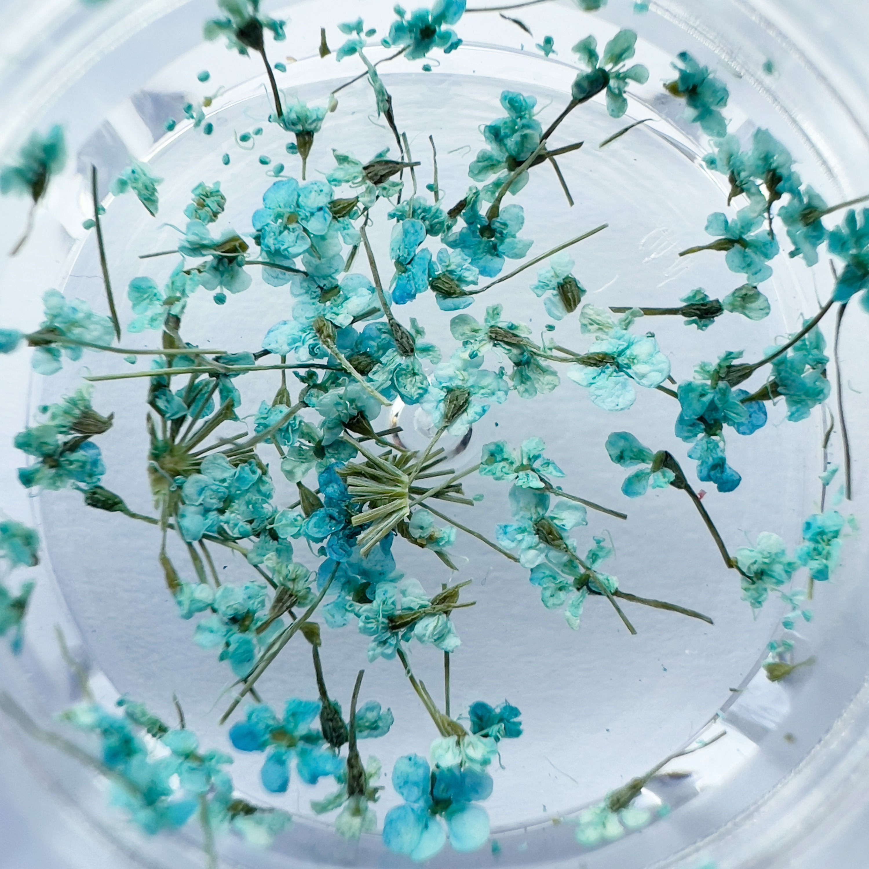 Kynsikoriste. Kuivatut kukat. Turkoosi