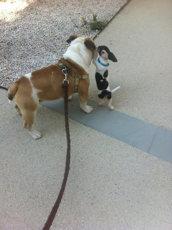 Elle était à peine plus grosse que sa patte, mais c'est le seul Jack Russel qu'il acceptait les autres il les faisait voler d'un coup de patte