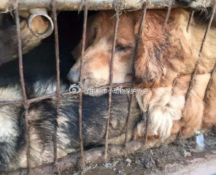 WHERE DOES THE DOG SUPPLY FOR THE YULIN FESTIVAL COME FROM?