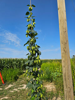 Duesterbeck's Hops Farm