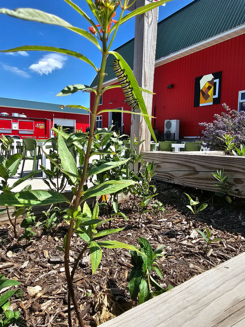 Monarch Caterpillar on Plant 