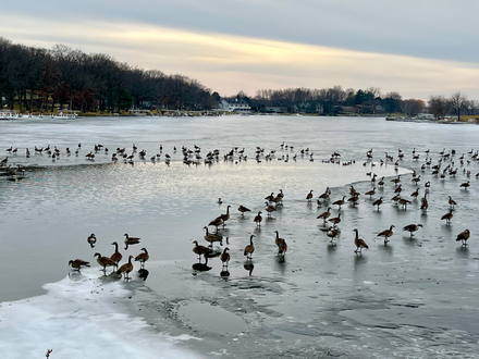 Birds at Delavan Lake