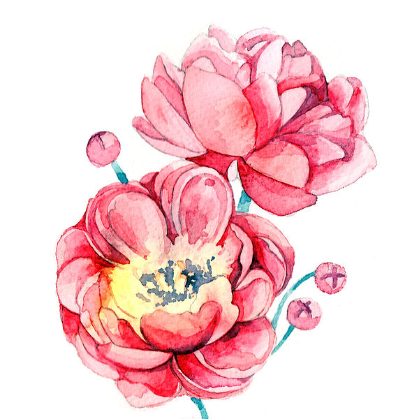 watercolour, watercolour illustration, watercolour illustrator, watercolour illustration uk, watercolour illustrator uk, freelance illustrator, freelance illustrator uk, fleelance illustrator london, illustrator uk, watercolour flowers illustration, watercolour flowers illustrator, flowers illustrator, peony painting, watercolour peony, peony illustration, peony, watercolour, live painting illustration, live painting illustration event, painting event harrods, painting event selfridges, illustration event, anastasiya levashova, anastasia levashova, levashova art, levashova, kava illustration, art, artist,