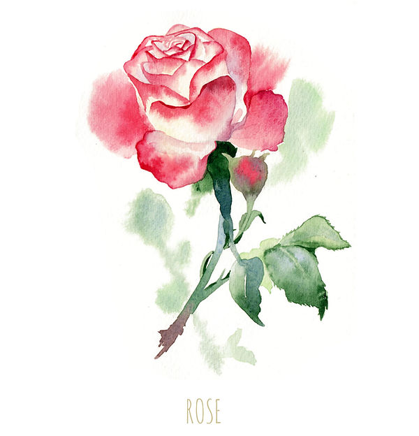 watercolour illustration, plants illustration, flower illustration, flowers illustration, floral illustration, flower warecolour illustration, floral watercolor, botanical watercolour, botanical illustration, flower painting, flower drawing, watercolour illustration, london illustrator, freelance illustrator, watercolour artist, linda lev, beautiful illustration, illustration 2017, london, uk, watercolour rose, illustration rose, watercolour illustration rose, watercolour painting rose, rose painting,