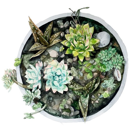 botanical watercolour illustration by freelance artist and illustrator Linda Lev who is baced in the UK and open for freelance comissions