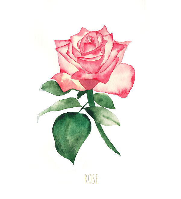 watercolour illustration, plants illustration, flower illustration, flowers illustration, floral illustration, flower warecolour illustration, floral watercolor, botanical watercolour, botanical illustration, flower painting, flower drawing, watercolour illustration, london illustrator, freelance illustrator, watercolour artist, linda lev, beautiful illustration, illustration 2017, london, uk, rose painting, rose illustration, rose drawing, rose art, rose watercolour, rose watercolour illustration,