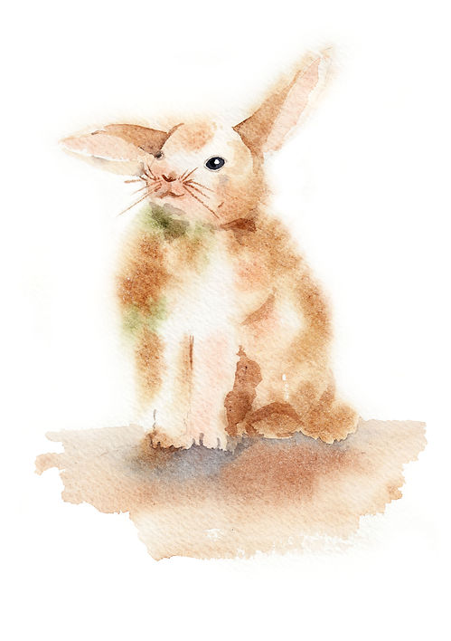 freelance illustrator, freelance illustrator uk, artist, freelance artist uk, watercolour freelance illustrator uk, watercolour illustration, watercolour illustrator, rabbit painting, rabbit drawing, rabbit watercolour, rabbit watercolour illustration, i need an illustrator, find illustrator in uk, illustrator in london, artist in london, artist in uk, anastasiya levashova, anastasia levashova, levashova art, kava illustration, levashova, artist, art,editorial illustration, editorial illustrator,