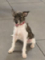 Mayito - Terrier