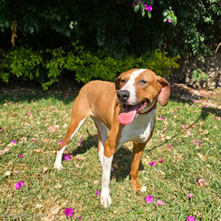 Dog Adoption