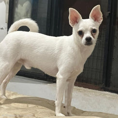 Dog Adoption
