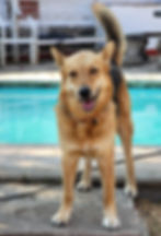 Giovanni - German Shepherd
