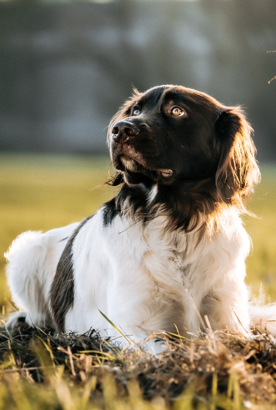 Sitzender, schwarz-weißer Jagdhund im Abendlicht