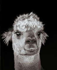 Nahaufnahme eines Alpakas vor schwarzem Hintergrund, Blick direkt in die Kamera