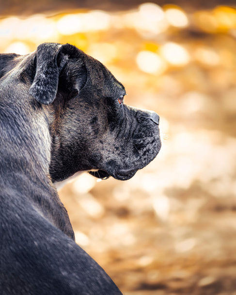 Schwarzer Cane Corso im Profil. Haustier & Nutztierfotografie Emotionale Tierportraits in Thüringen & deutschlandweit.