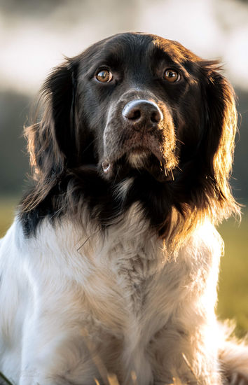 Nahaufnahme eines braun-weißen Hundes. Haustier & Nutztierfotografie, Tierfotografie Jena. Bastiontour-Fotoshoot