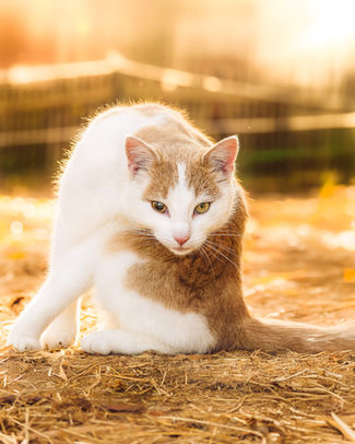 White and brown cat in sunlight, Haustier & Nutztierfotografie Emotionale Tierportraits.