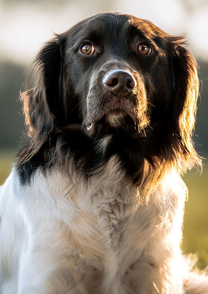 Deutsch-Kurzhaar-Vorstehhund, im Sonnenlicht, Tierfotografie