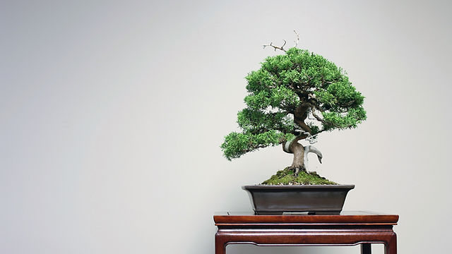 bonsai teebaum Bonsai Carmona forest 3pp – Secret Garden Plant Shop main image 1