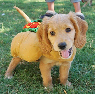 44061637_10157344191889367_2107857433618