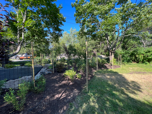 this shows a newly planted perennial and shrub garden with the driveway in the background
