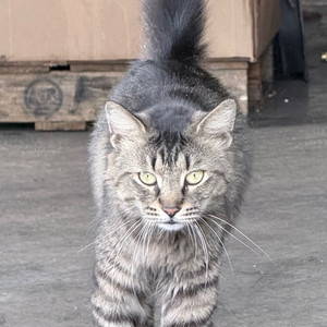 ✨ Peluche is looking for a loving home ✨