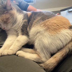 ✨ Macarena is looking for her forever home ✨