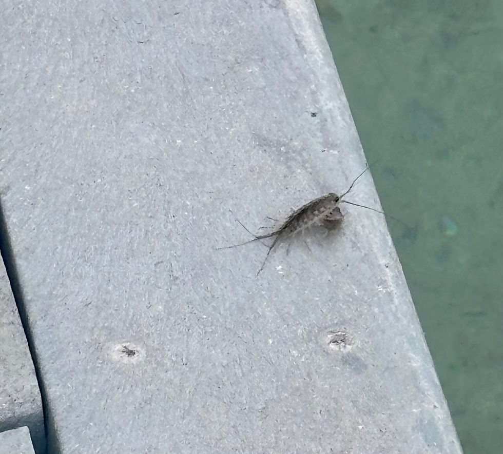 I found a massive silverfish-looking thing