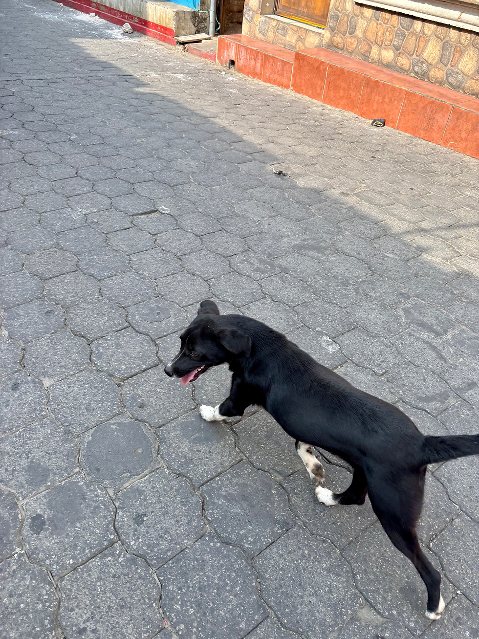 my puppy !