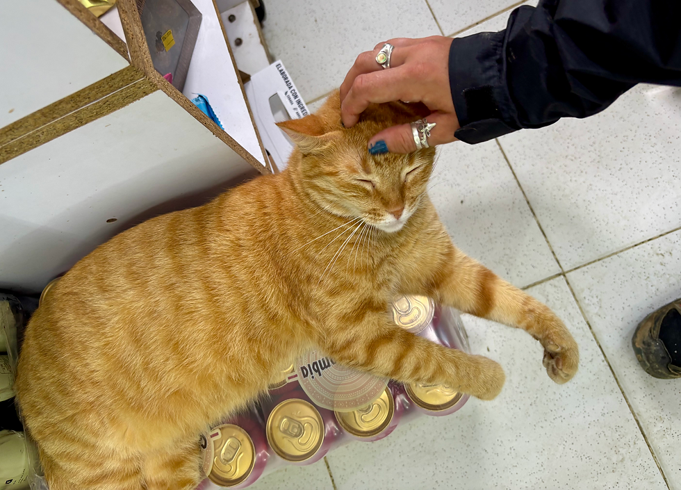another really nice cat.