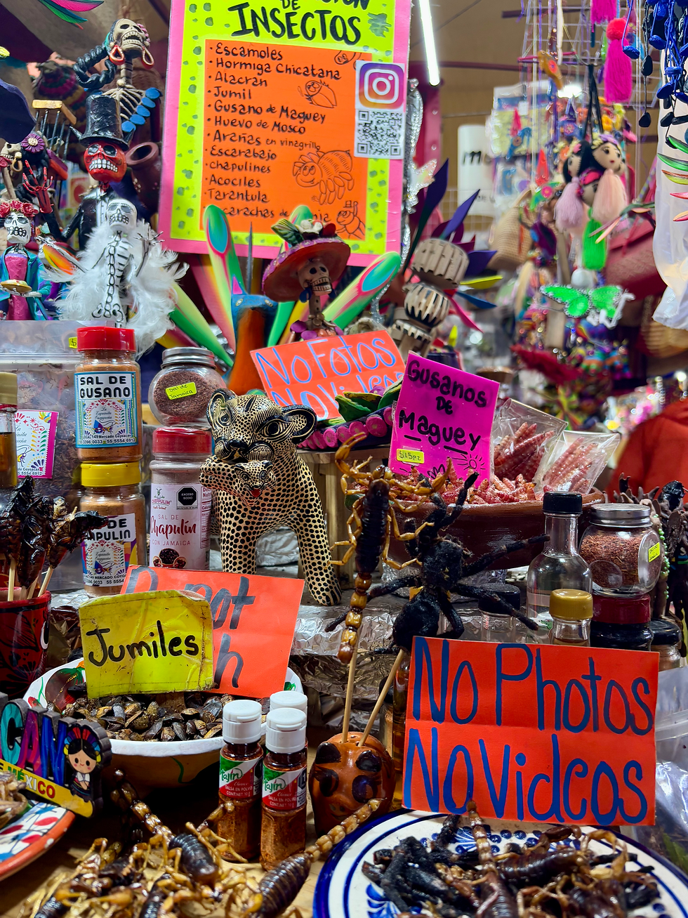 Helena and Calla ate these bugs, and yes I clocked the no photos sign