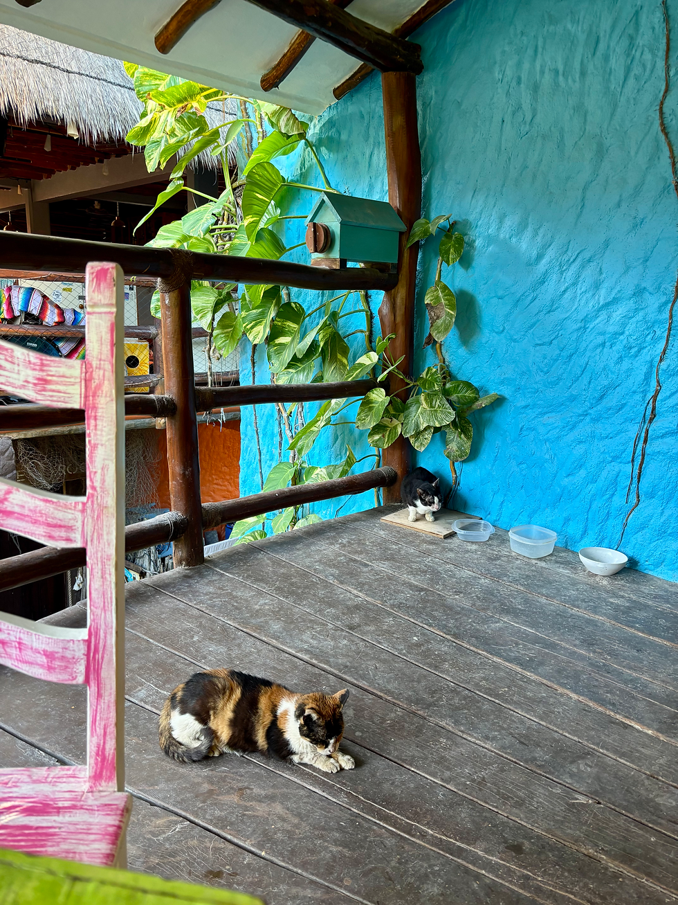 favourite scabby cats !