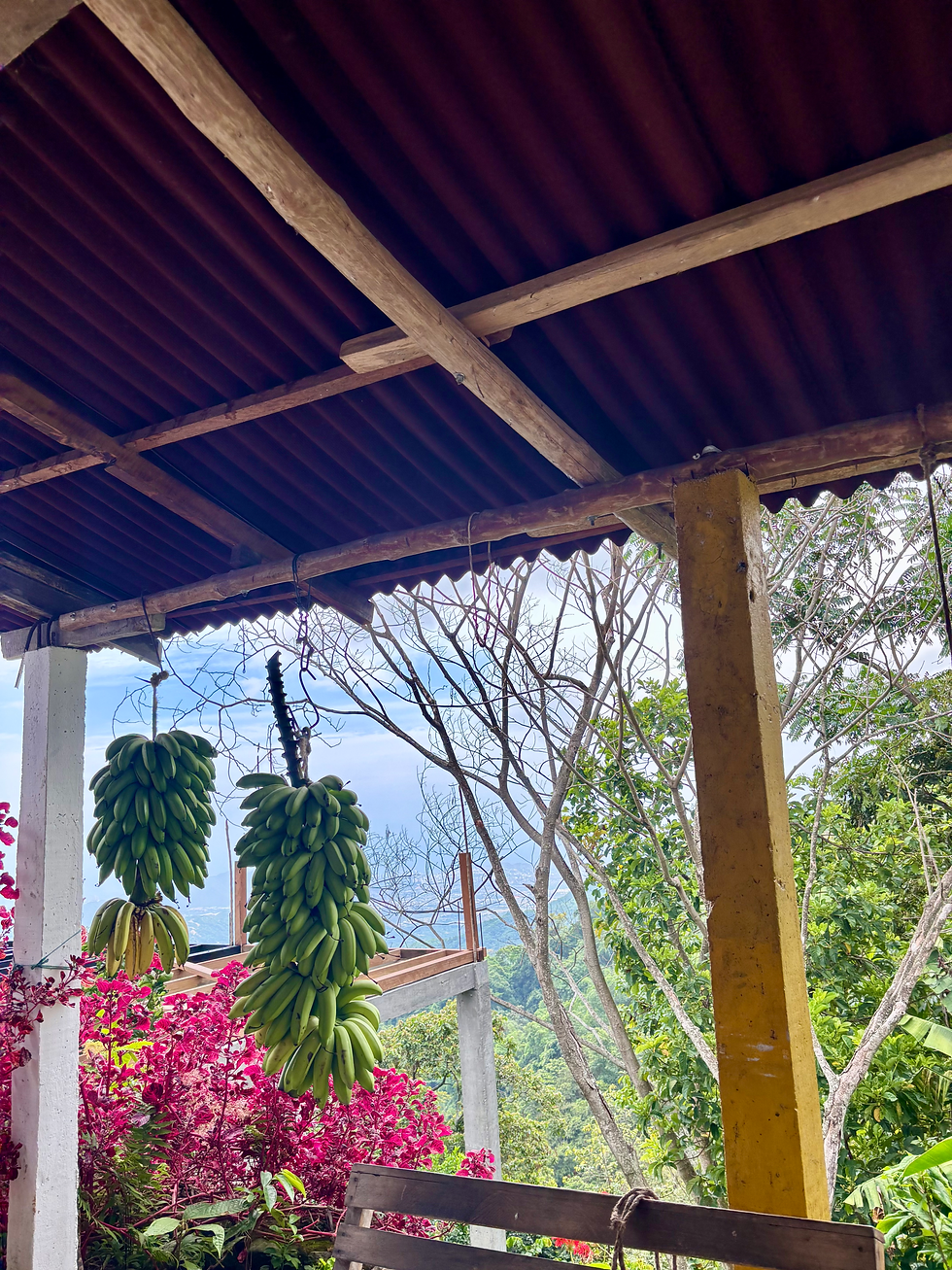 View from the finca
