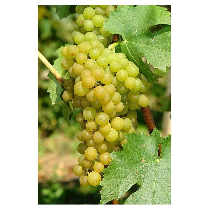 Solaris – Nordens svar på Chardonnay?