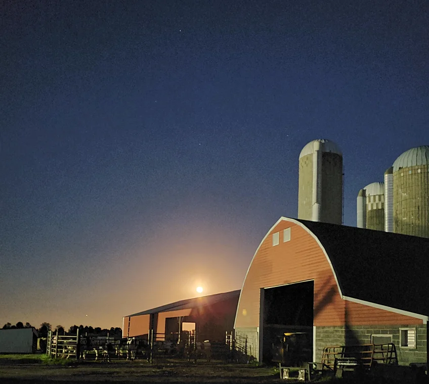 Our Cattle Red Barn Meats