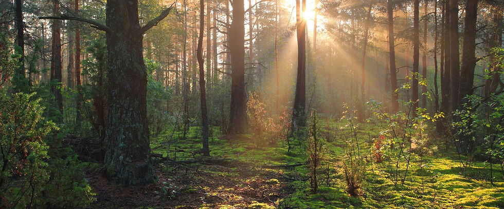 MärchenhafterWald mit moosbewachsenen Bäumen und Lichtung im Hintergrund