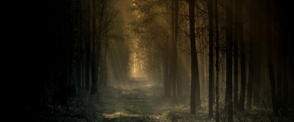 Dunkler märchenhafter Wald mit Nebel und geheimnisvoller Atmosphäre