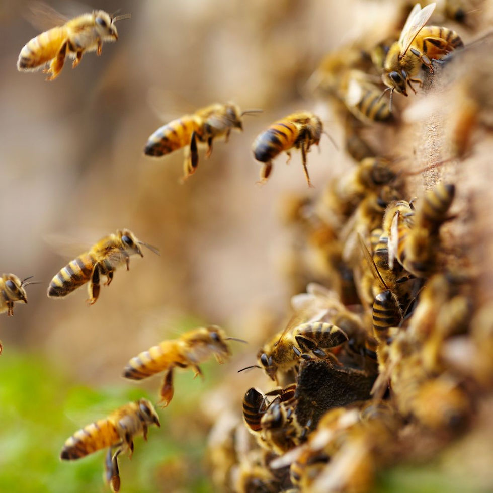Bienen im Anflug als Symbol für helfende Tiere und scheinbar unmögliche Aufgaben in Grimms Märchen