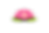 Lotus flower