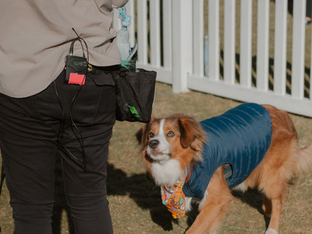 Why do dogs pull on lead?