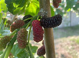 IMG_2456.JPG