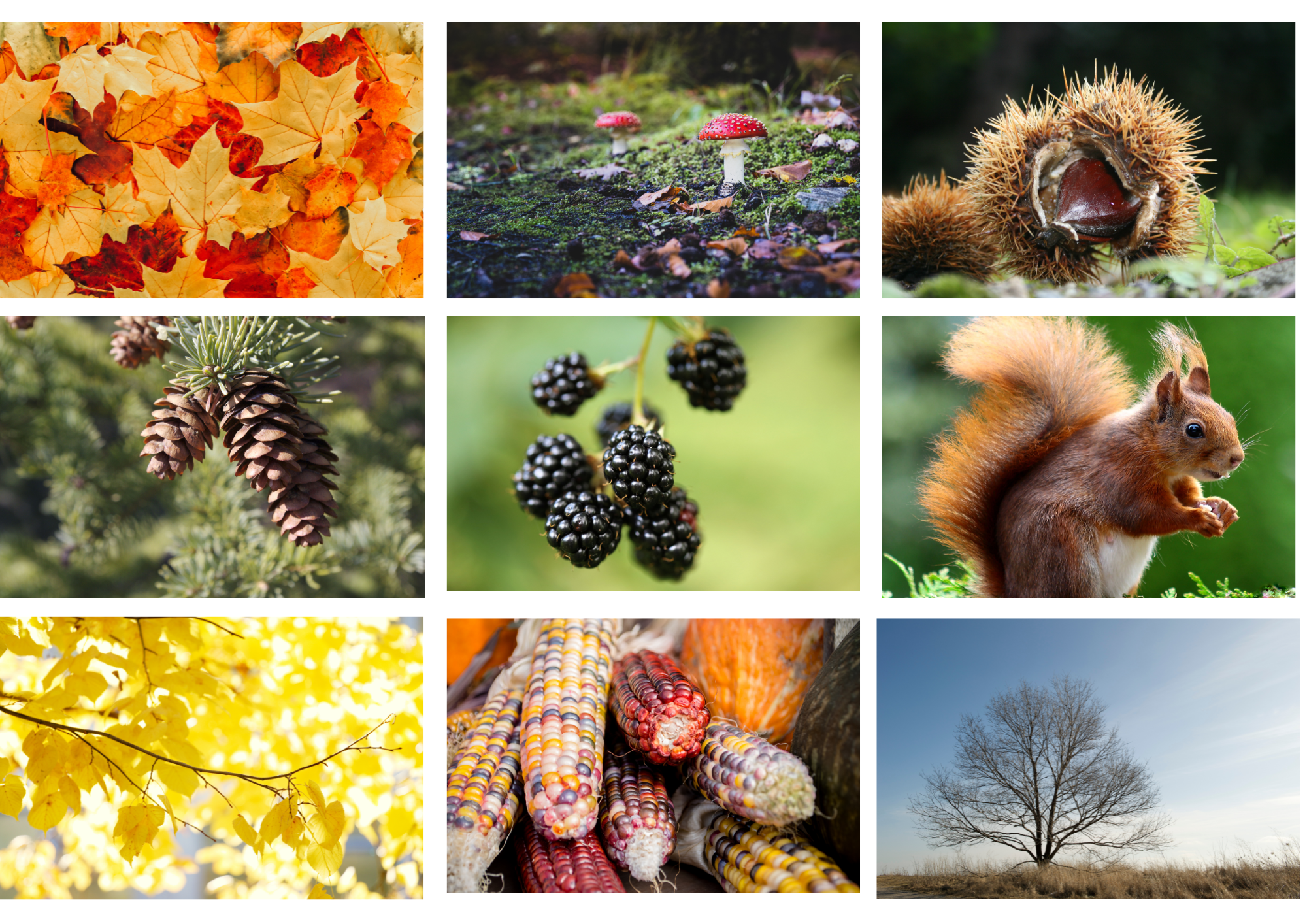 Autumn Display Photos